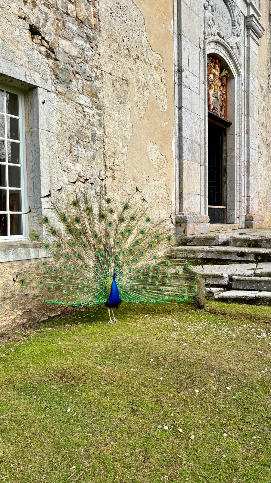 Paon dans le jardin du domaine de la retraite en Gruyère