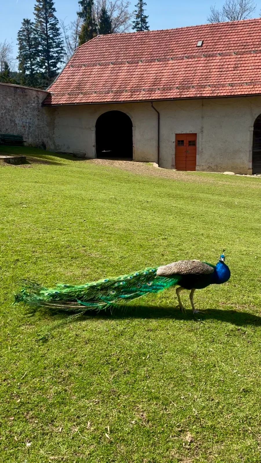 Paon dans l'herbe devant les bâtiments du domaine de la retraite